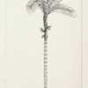 illustration by W. Fitch from Wallace's 'Palm Trees of the Amazon