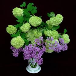 Location: Near Napa Valley (Northern California)
Date: 2022-03-27
Bouquet of snowball (viburnum) with lilacs