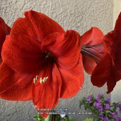 Location: Tampa, Florida
Date: 2022-03-28
My several year’s old red amaryllis. I have cross pollinated wi