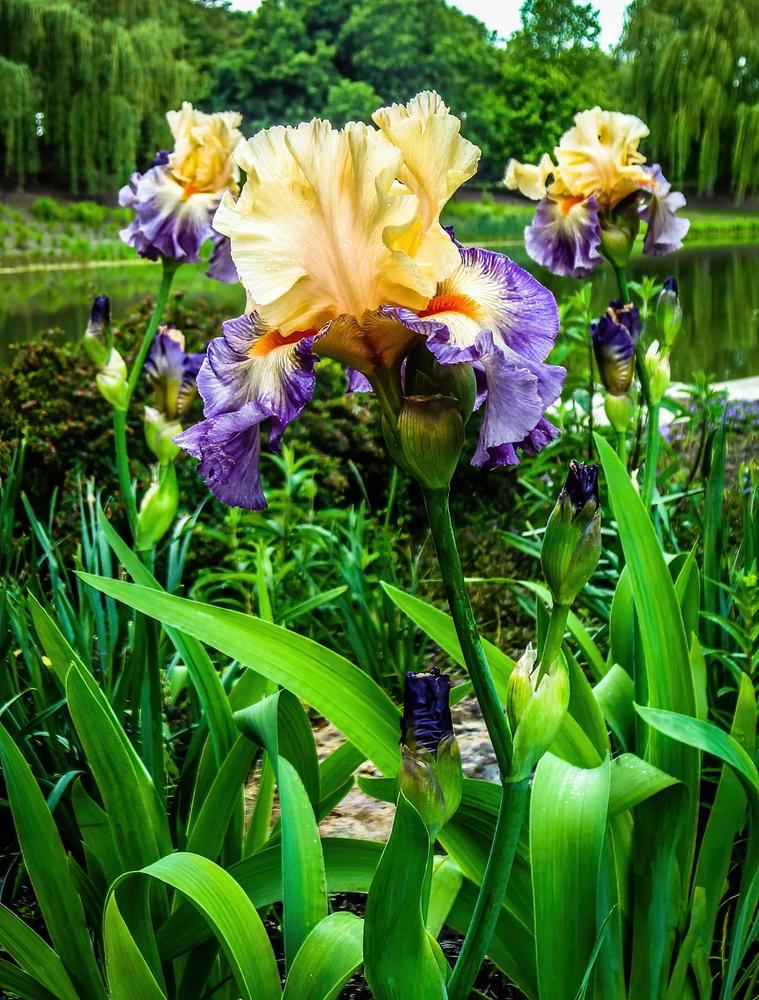 Photo of Tall Bearded Iris (Iris 'Undercurrent') uploaded by Murky