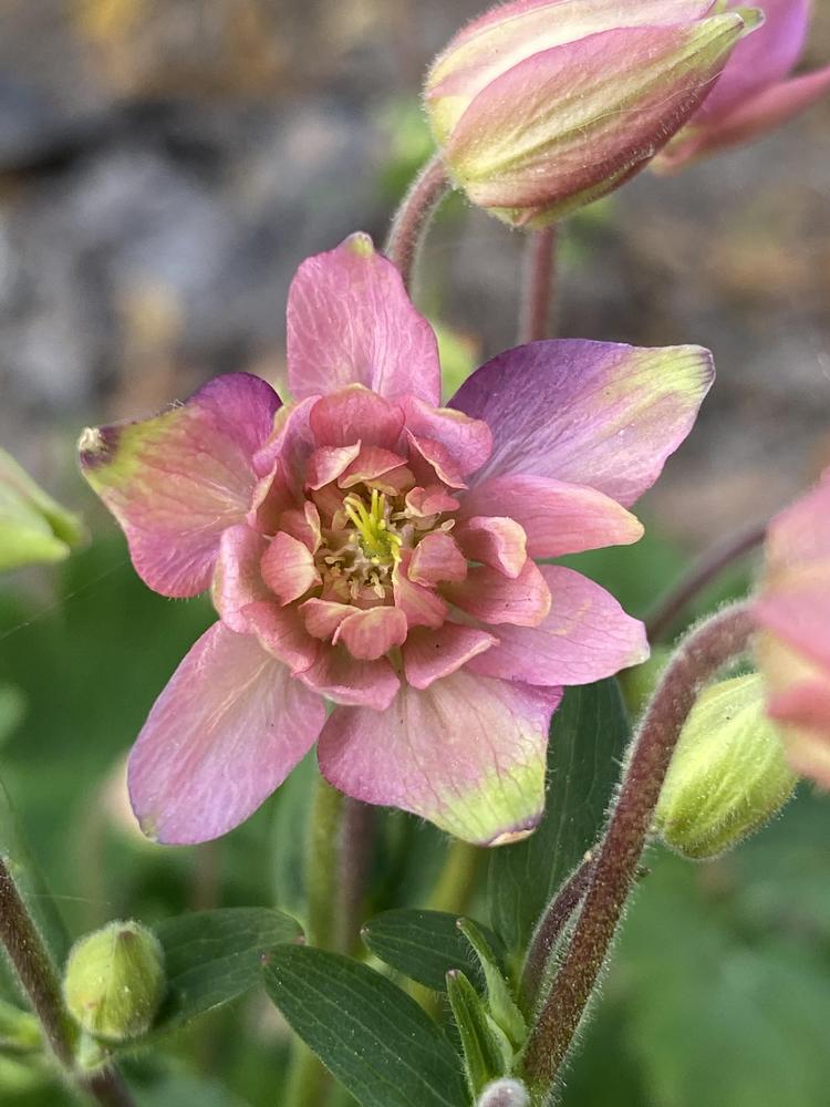 Photo of Columbine (Aquilegia vulgaris 'Clementine Salmon Rose') uploaded by aikenforflowers