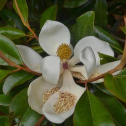 Location: Botanical Gardens of the State of Georgia...Athens, Ga
Date: 2015-05-28
Magnolia Blossom 022