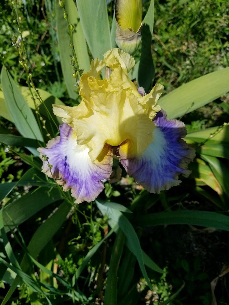 Photo of Tall Bearded Iris (Iris 'Definition') uploaded by hol36