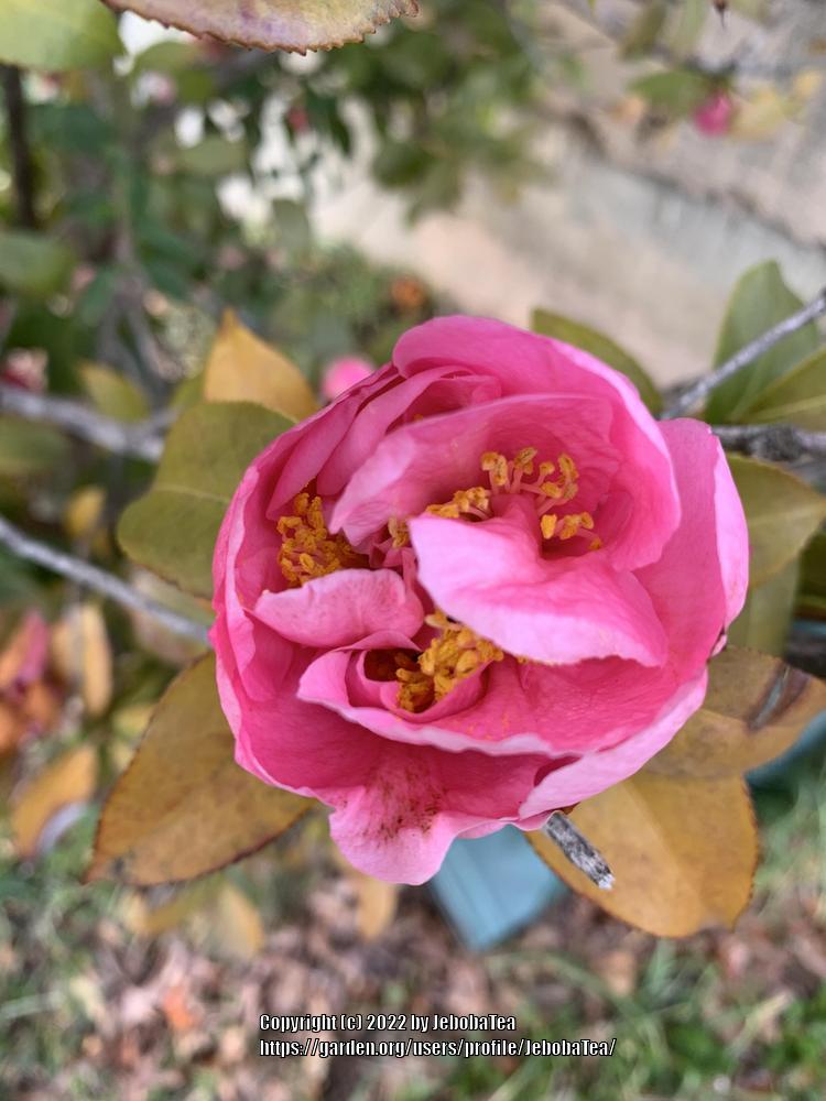 Photo of Camellias (Camellia) uploaded by JebobaTea