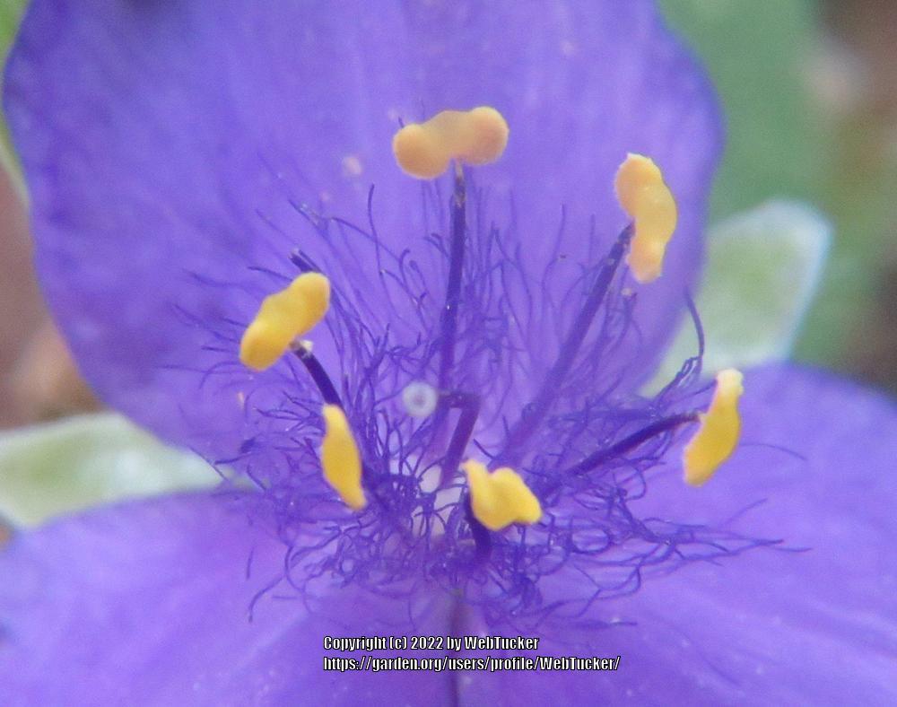 Photo of Spiderwort (Tradescantia virginiana) uploaded by WebTucker