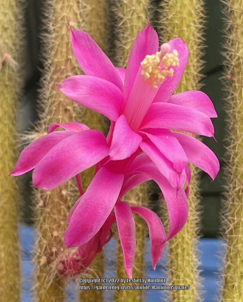 Photo of Rattail Cactus (Aporocactus flagelliformis) uploaded by HamiltonSquare