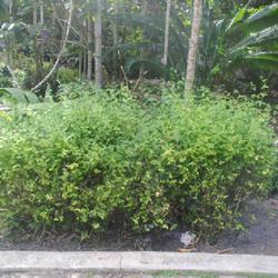 Location: Flamingo Gardens in Davie, Florida
Date: 2022-02-23
kept as a sheared low shrub