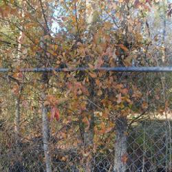 Location: North Carolina off Rt 95
Date: 2022-02-09
fall color still there in February