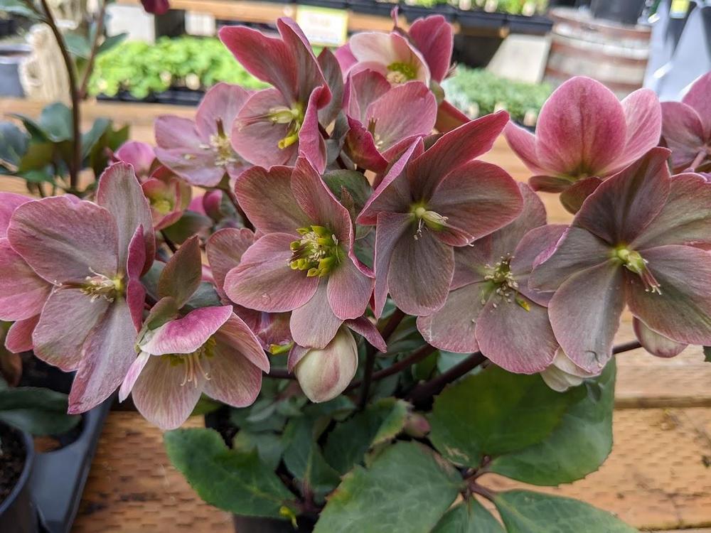 Photo of Hellebore (Helleborus Gold Collection® Pink Frost) uploaded by Joy