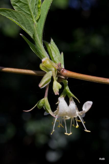 Photo of Winter Honeysuckle (Lonicera fragrantissima) uploaded by RuuddeBlock
