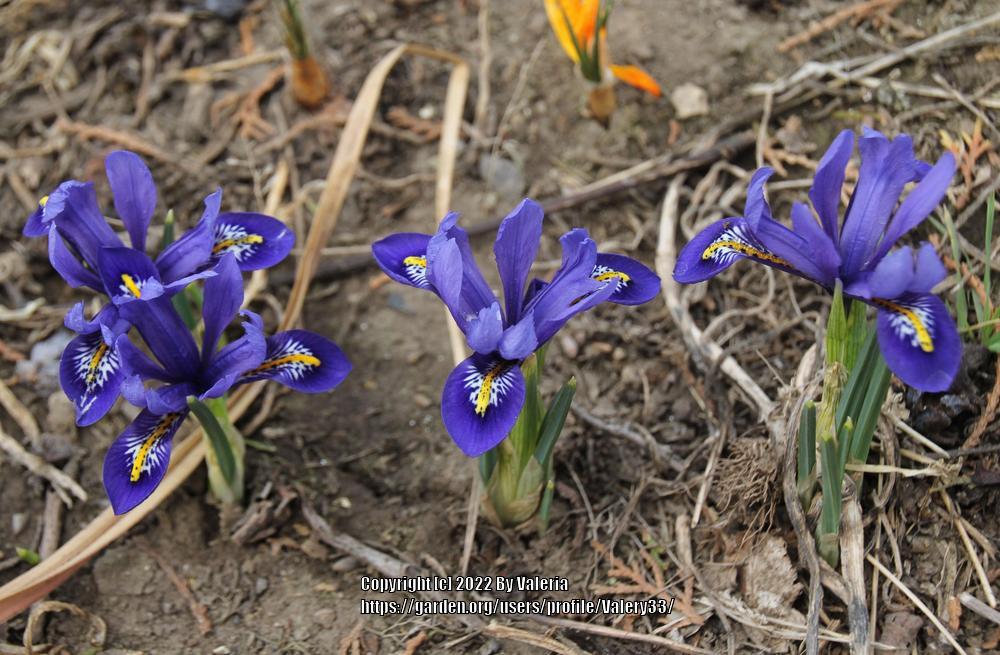 Photo of Reticulated Iris (Iris reticulata) uploaded by Valery33