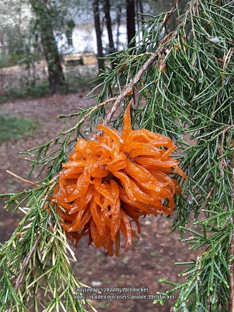 Photo of Eastern Red Cedar (Juniperus virginiana) uploaded by WebTucker