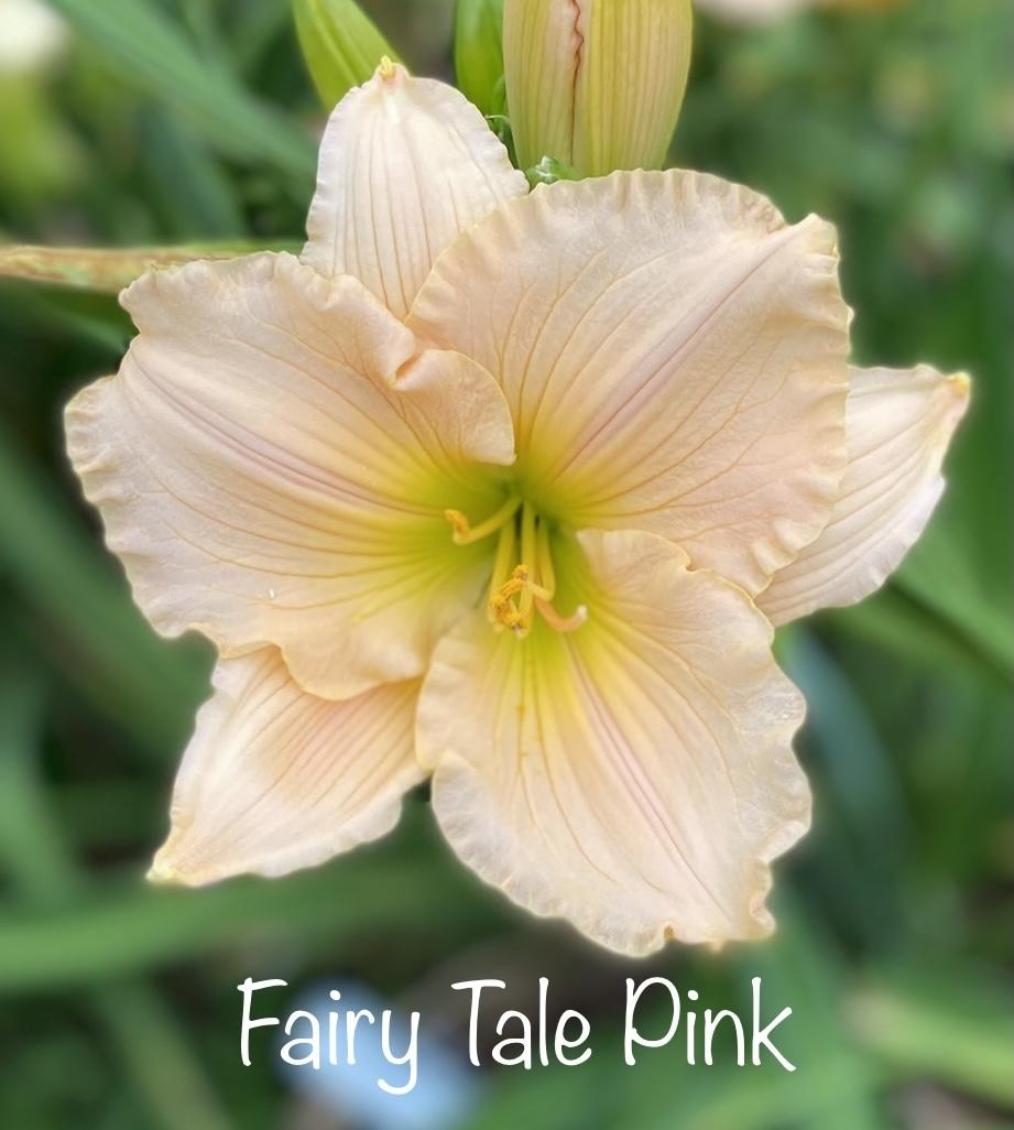 Photo of Daylily (Hemerocallis 'Fairy Tale Pink') uploaded by amberjewel