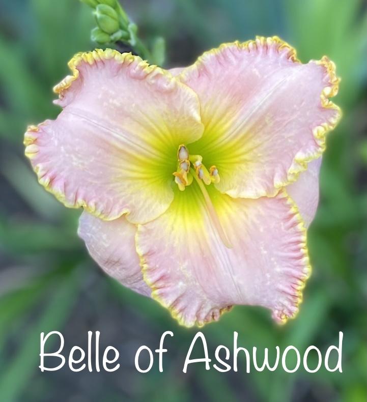 Photo of Daylily (Hemerocallis 'Belle of Ashwood') uploaded by amberjewel