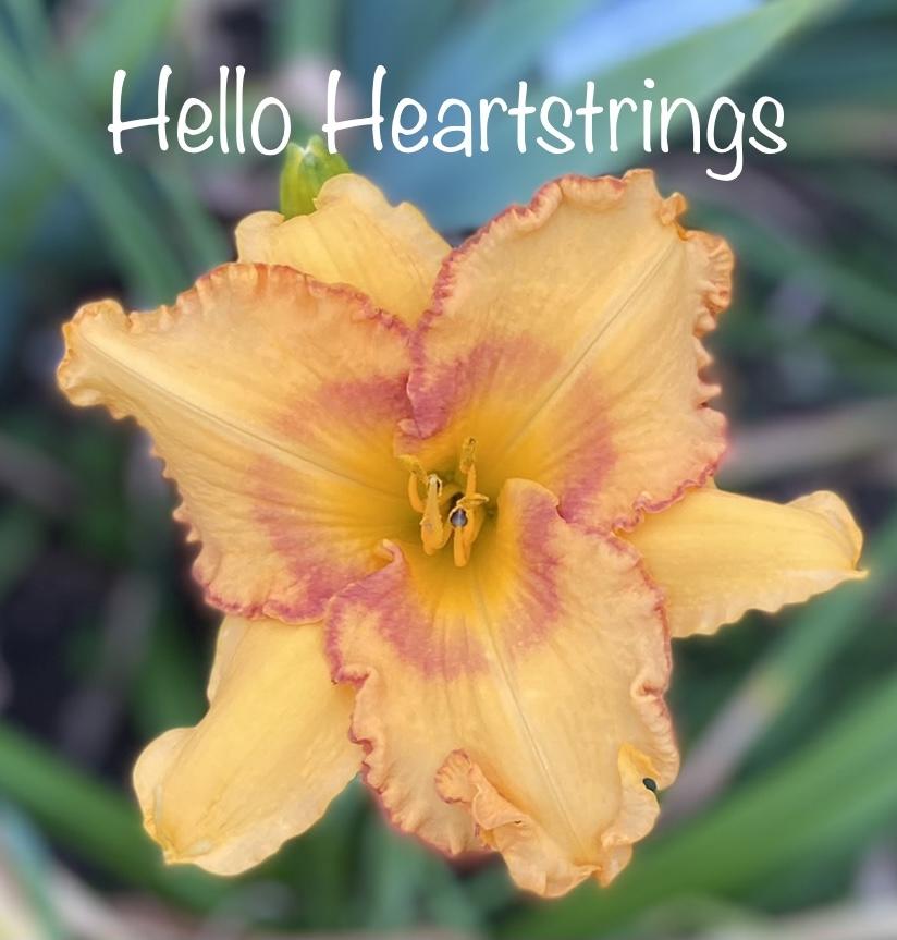 Photo of Daylily (Hemerocallis 'Hello Heartstrings') uploaded by amberjewel