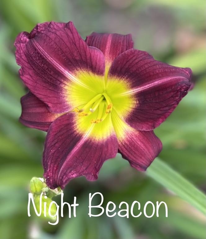 Photo of Daylily (Hemerocallis 'Night Beacon') uploaded by amberjewel