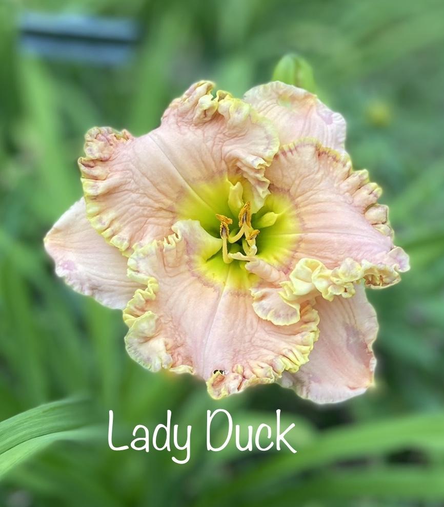 Photo of Daylily (Hemerocallis 'Lady Duck') uploaded by amberjewel