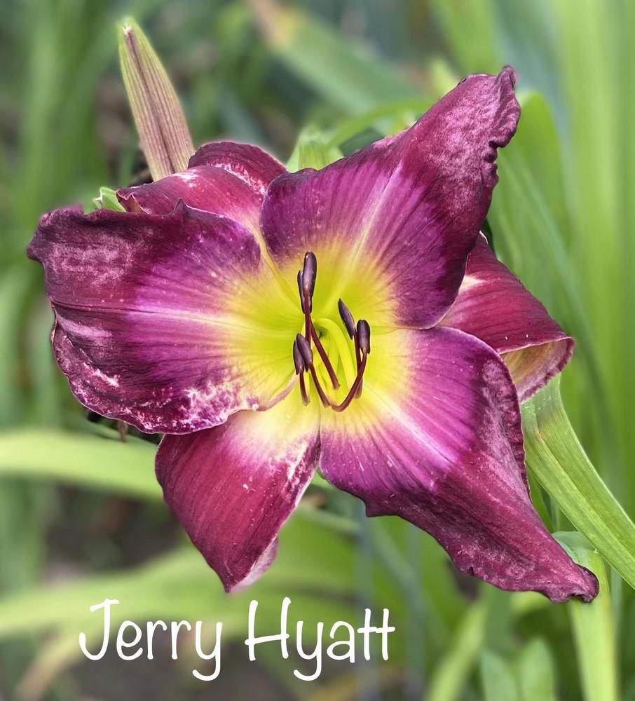 Photo of Daylily (Hemerocallis 'Jerry Hyatt') uploaded by amberjewel