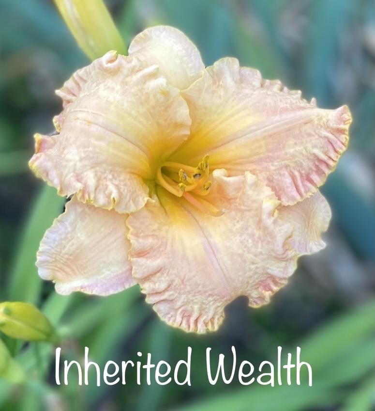 Photo of Daylily (Hemerocallis 'Inherited Wealth') uploaded by amberjewel