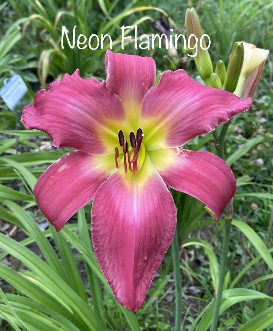 Photo of Daylily (Hemerocallis 'Neon Flamingo') uploaded by amberjewel