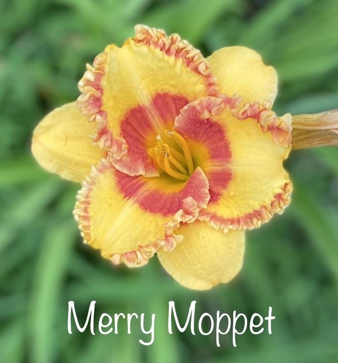 Photo of Daylily (Hemerocallis 'Merry Moppet') uploaded by amberjewel