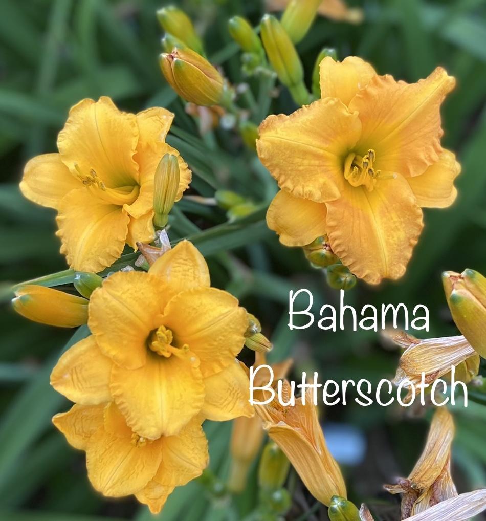 Photo of Daylily (Hemerocallis 'Bahama Butterscotch') uploaded by amberjewel