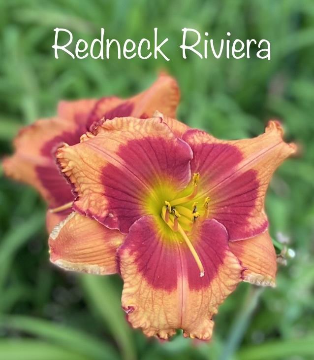 Photo of Daylily (Hemerocallis 'Redneck Riviera') uploaded by amberjewel