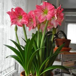 
Date: 2022-03-31
A one pot results: 7 bulbs, 14 blossoms, 3 unopened stalks possib