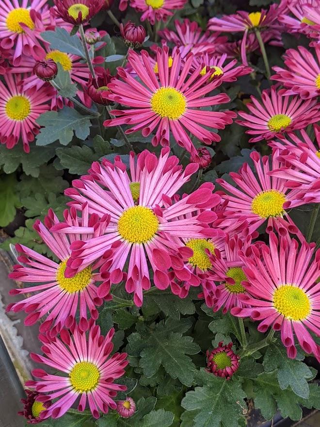 Photo of Chrysanthemum uploaded by Joy