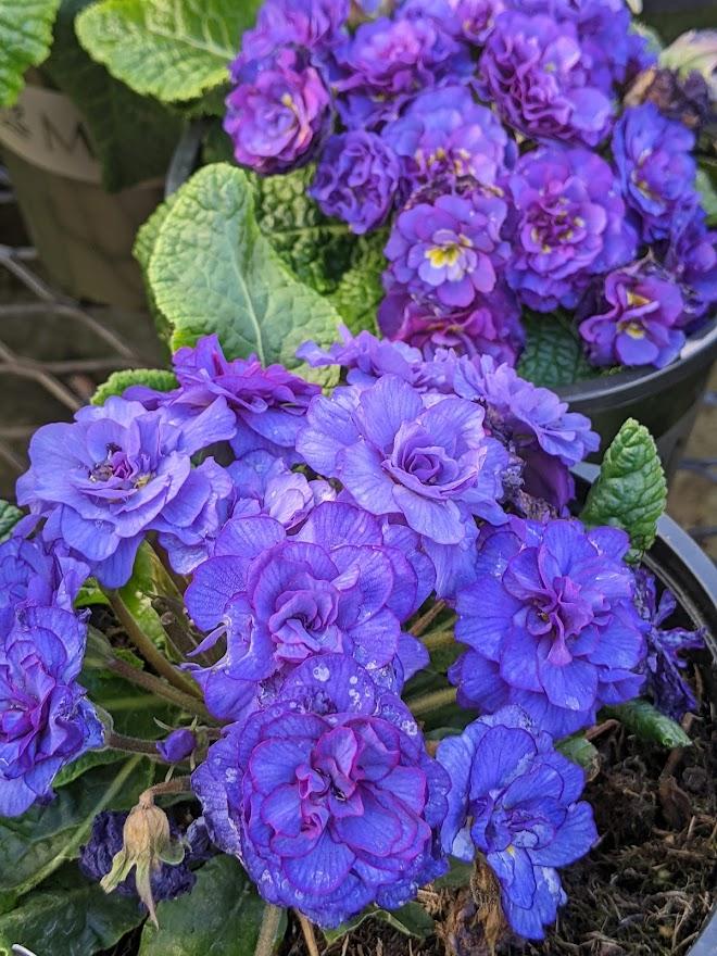 Photo of Primrose (Primula vulgaris Belarina® Cobalt Blue) uploaded by Joy