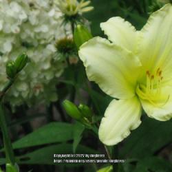 Location: my river bank garden 
Date: 2010-07-07
Ice Carnival daylily with Annabelle Hydrangea