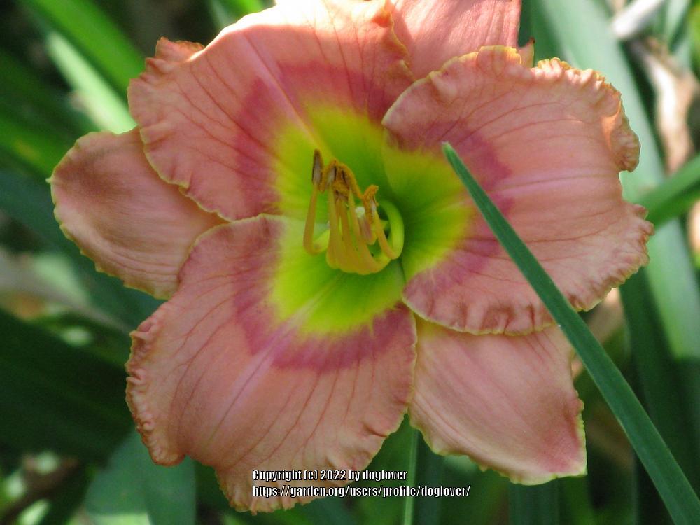 Photo of Daylily (Hemerocallis 'Elegant Candy') uploaded by doglover