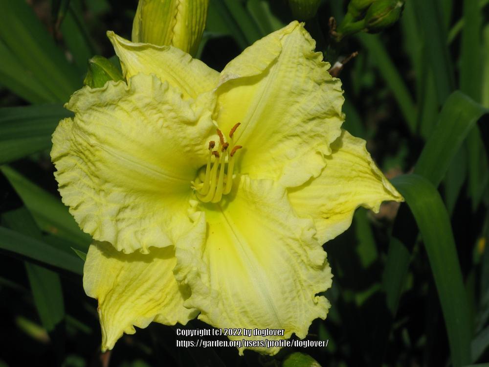Photo of Daylily (Hemerocallis 'Brocaded Gown') uploaded by doglover
