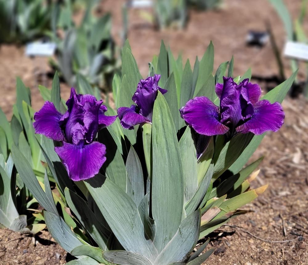Photo of Standard Dwarf Bearded Iris (Iris 'Plum Twist') uploaded by Bitoftrouble