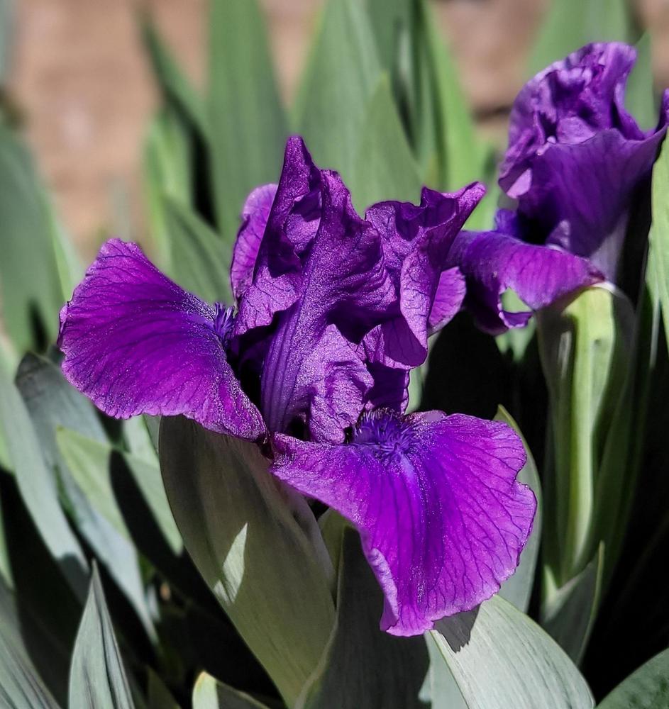 Photo of Standard Dwarf Bearded Iris (Iris 'Plum Twist') uploaded by Bitoftrouble