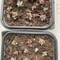 Location: Tampa, Florida
Date: 2022-04-02
Mostly echevaria chroma seedlings from leaf propagation. These ar
