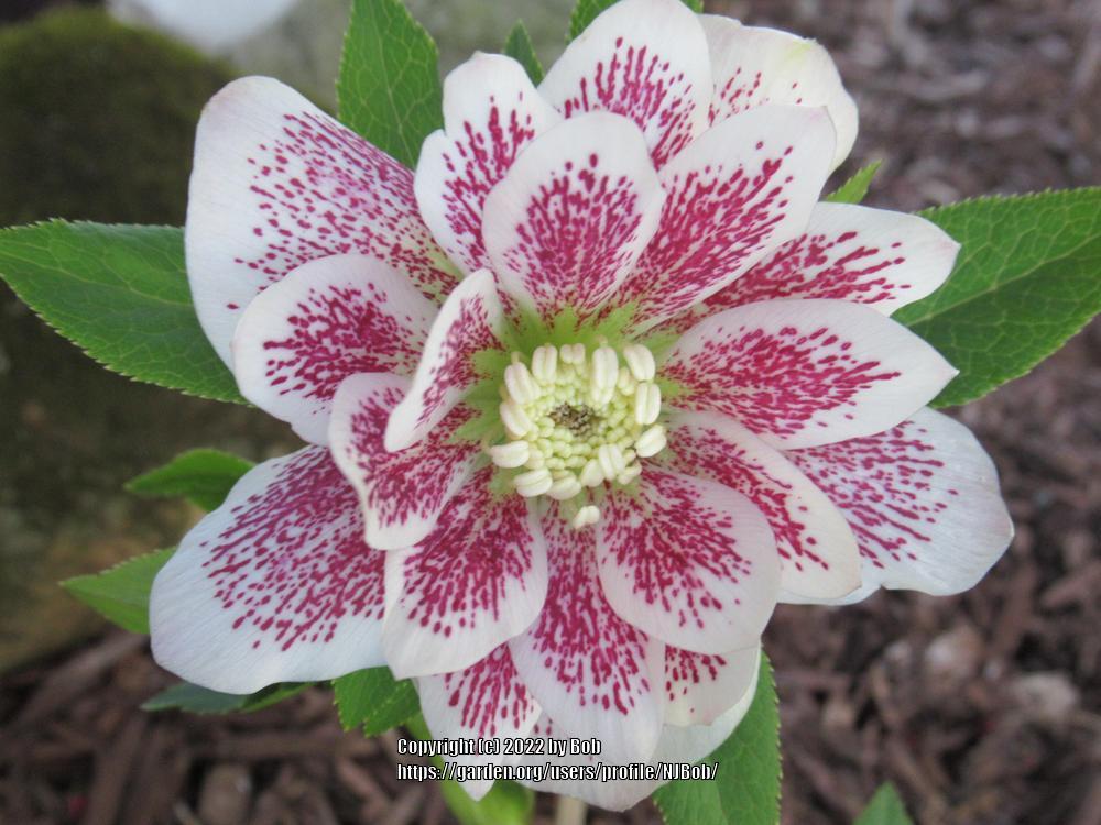 Photo of Hellebore (Helleborus Winter Jewels™ Painted Doubles) uploaded by NJBob