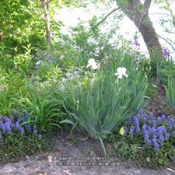 Location: my river bank garden 
Date: 2014-05-25
Ajuga Bronze Beauty with iris and other perennials on my riverban