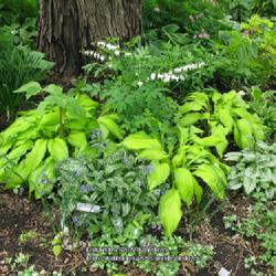 Location: my front yard
Date: 2014-05-14
Dicentra Alba with Spritzer Hosta, Lungwort and other perennials