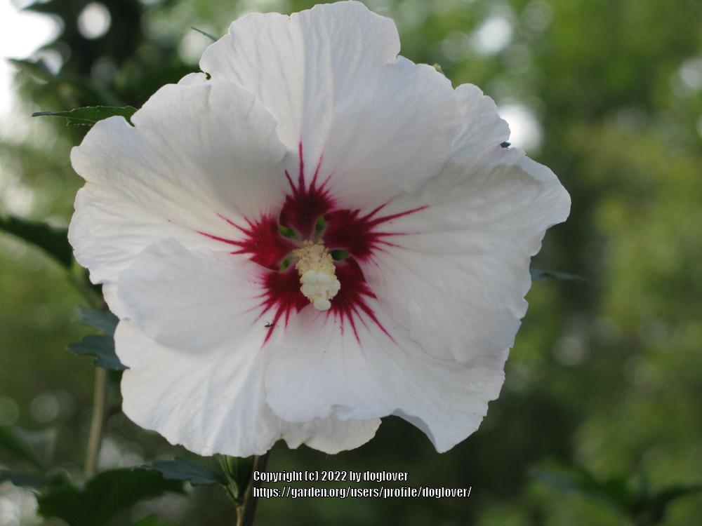 Photo of Roses of Sharon (Hibiscus syriacus) uploaded by doglover