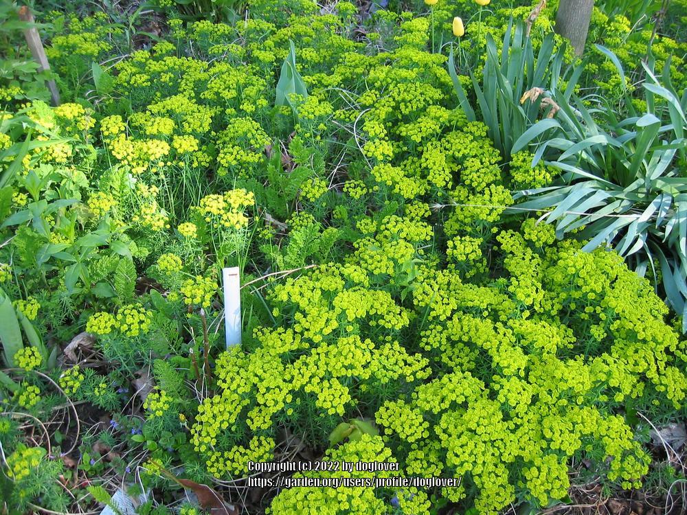 Photo of Cypress Spurge (Euphorbia cyparissias) uploaded by doglover