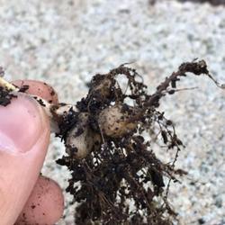 Location: Fairfax, VA
Date: 2022-04-01
Bulb-thing with roots. Repotting