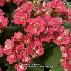 Location: Tampa, Florida
Date: 2022-04-02
Kalanchoe at our local big box store.