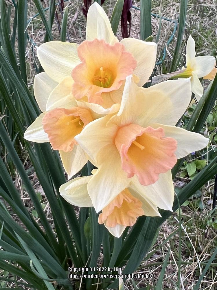 Photo of Jonquilla Narcissus (Narcissus 'Blushing Lady') uploaded by Mieko2