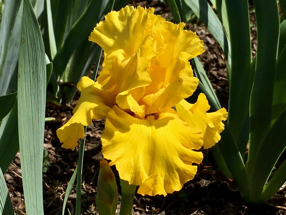 Photo of Tall Bearded Iris (Iris 'Pure as Gold') uploaded by Neela
