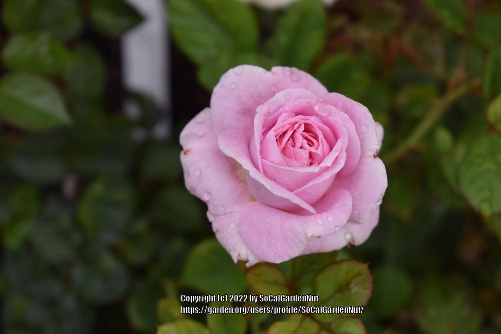 Photo of Rose (Rosa 'Madame de Maintenon') uploaded by SoCalGardenNut