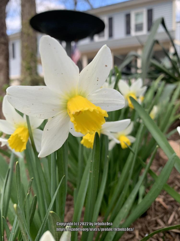 Photo of Jonquilla Daffodil (Narcissus 'Golden Echo') uploaded by JebobaTea