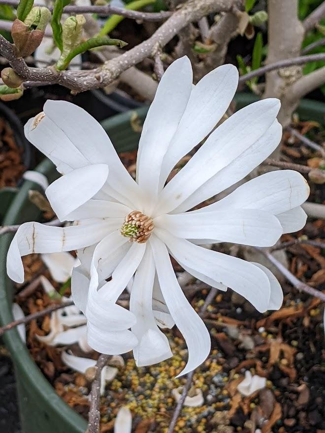 Photo of Star Magnolia (Magnolia stellata 'Royal Star') uploaded by Joy