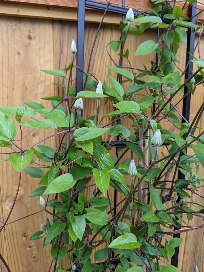 Photo of Clematis 'Multi Blue' uploaded by Joy