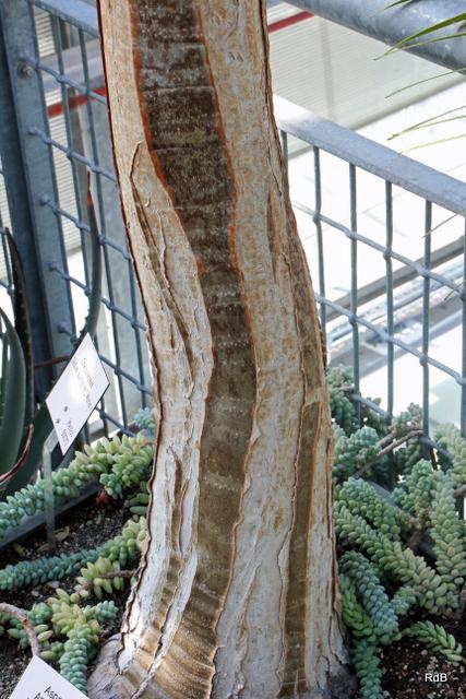 Photo of Giant Tree Aloe (Aloidendron barberae) uploaded by RuuddeBlock